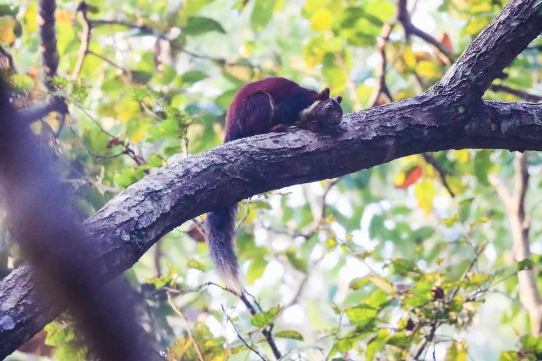 Wildlife In Kanger Valley