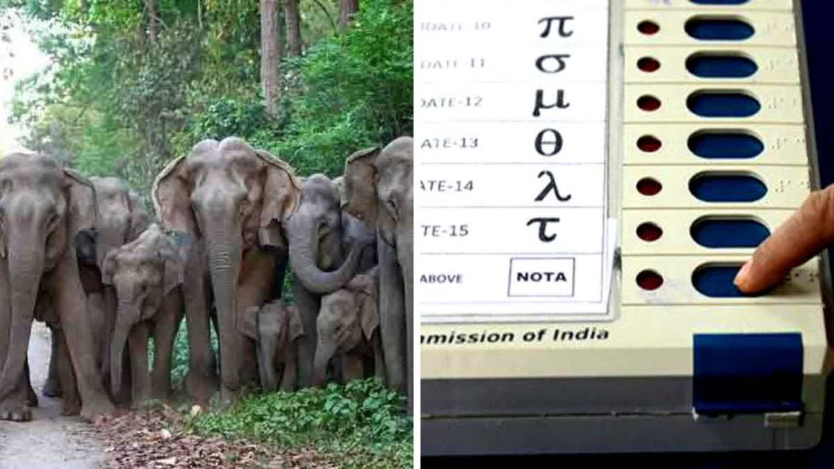 Jashpur Elephants