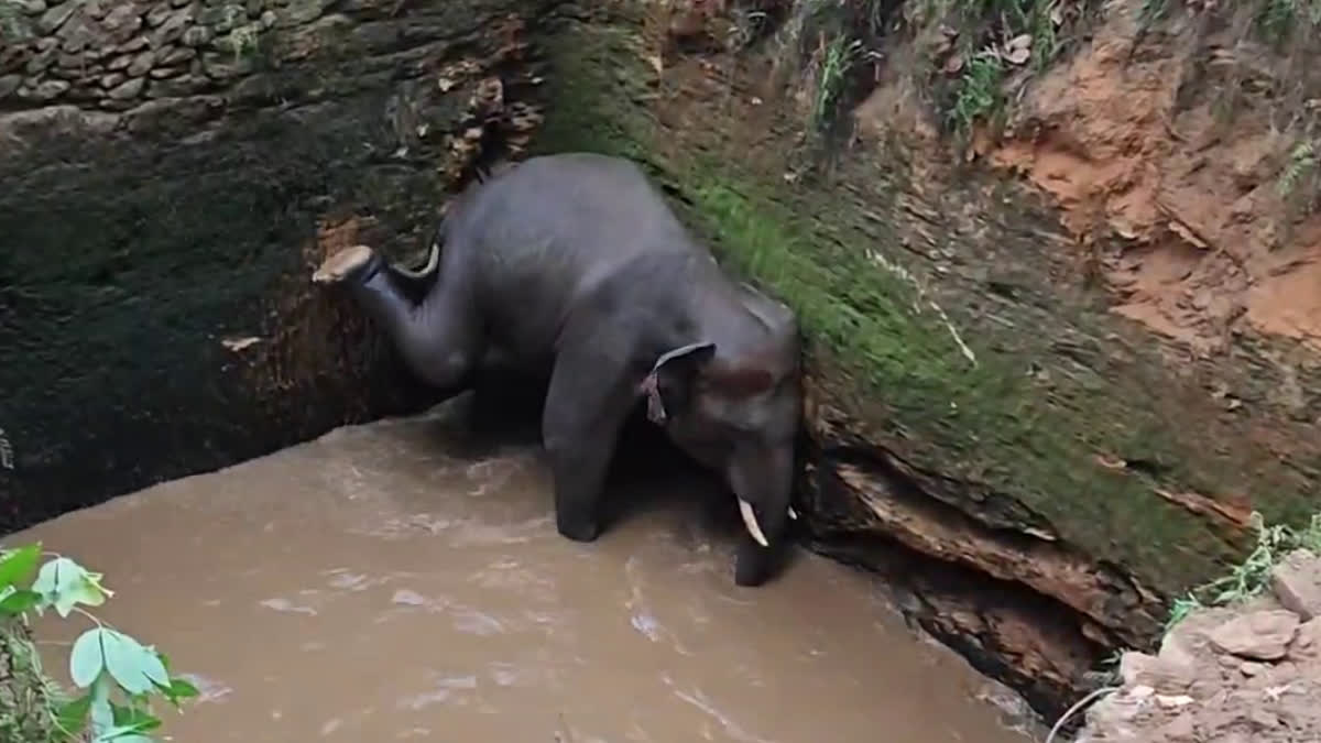 KOTHAMANGALAM WILD ELEPHANT  WILD ELEPHANT FALLS INTO WELL  കിണറില്‍ വീണ് കാട്ടാന  കോതമംഗലത്ത് കാട്ടാന കിണറ്റില്‍ വീണു