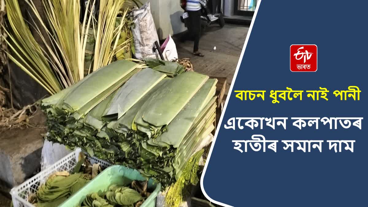 BANANA LEAVES ON HIGH DEMAND