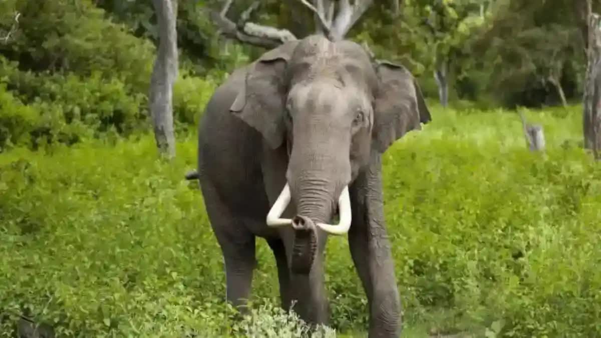 Wild elephant file pic