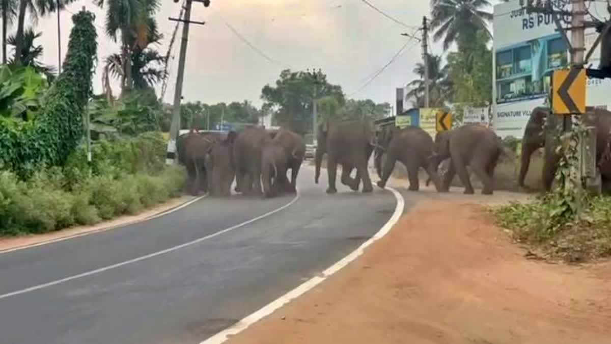 a-herd-of-elephants-strolled-along-thondamuthur-road-in-coimbatore