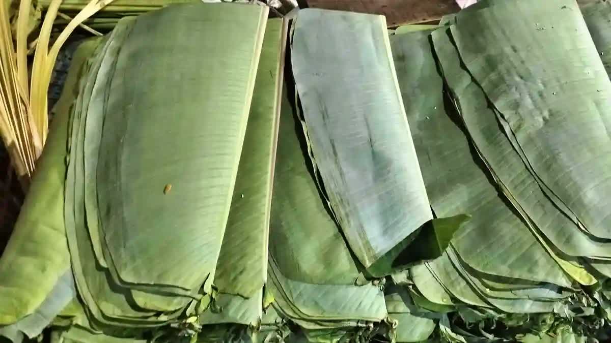 banana leaves demand increased