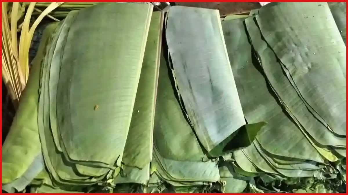 banana leaves demand increased