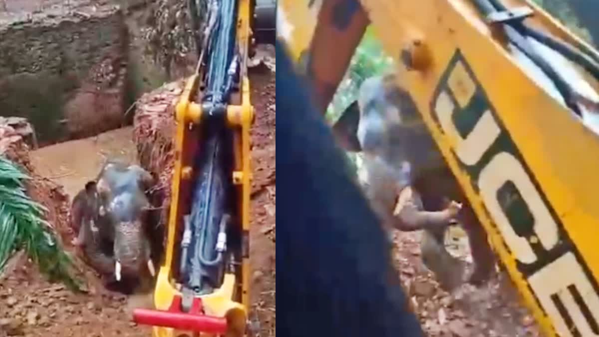 WILD ELEPHANT FALLS INTO WELL  കോതമംഗലത്ത് കാട്ടാന കിണറ്റിൽ വീണു  WILD ELEPHANT RESCUED FROM WELL  കിണറ്റിൽ വീണ കാട്ടാനയെ രക്ഷിച്ചു