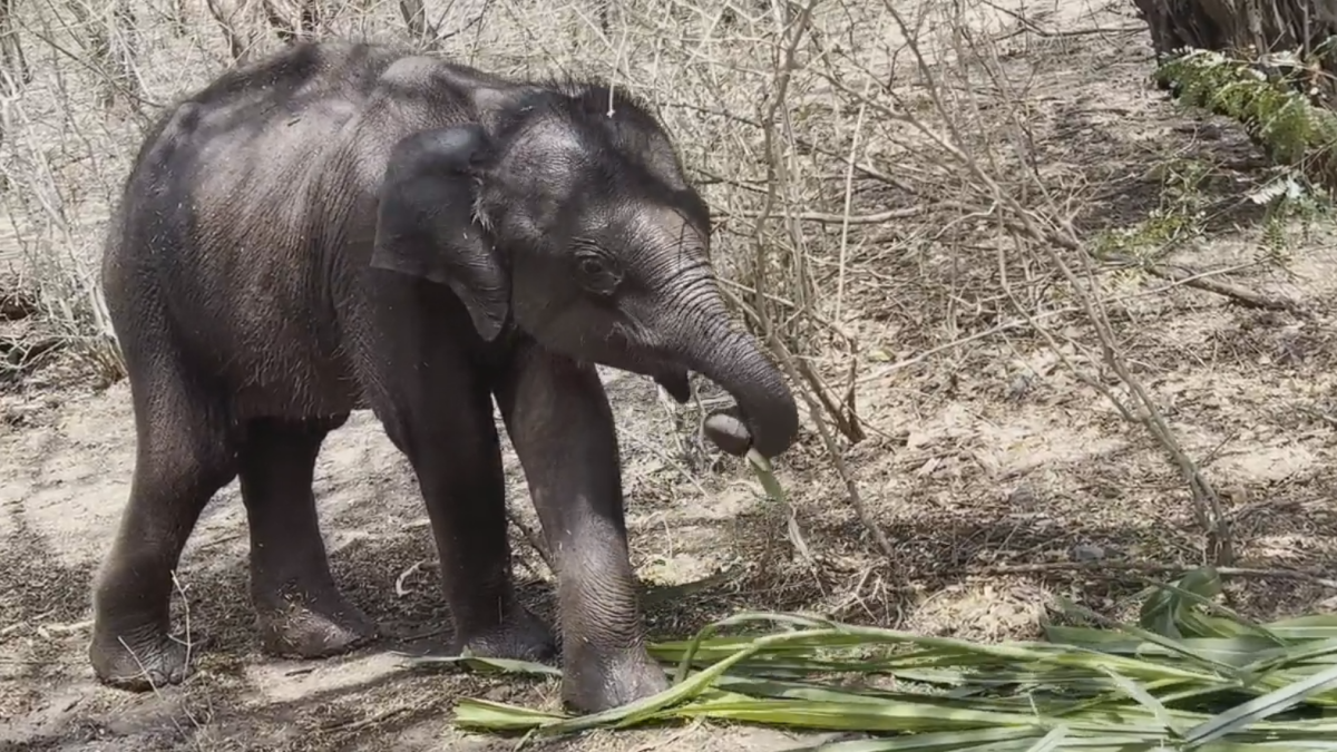 Motherless Baby Elephant