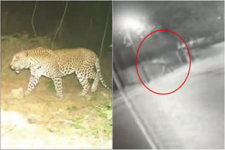 Leopard movement in Ariyalur