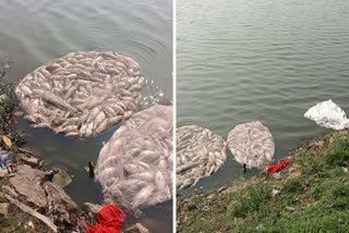 DEAD FISH FOUND