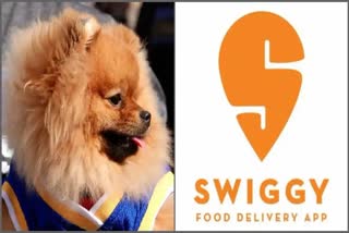 PAW TERNITY POLICY  PET CARE AND ADOPTION  SWIGGY INTRODUCED NEW POLICY  വളർത്തുമൃഗങ്ങളെ പരിപാലനം