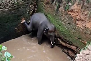 wild elephant fell into the well