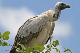 vultures save Work begins In india