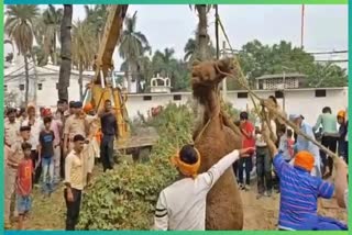 CAMEL RESCUED IN PATNA