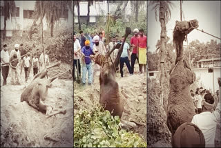 Bihar: Camel Falls into Well at Bihar's Guru ke Bagh; Pulled out with JCB