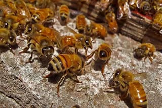 Burhanpur Bee Attack