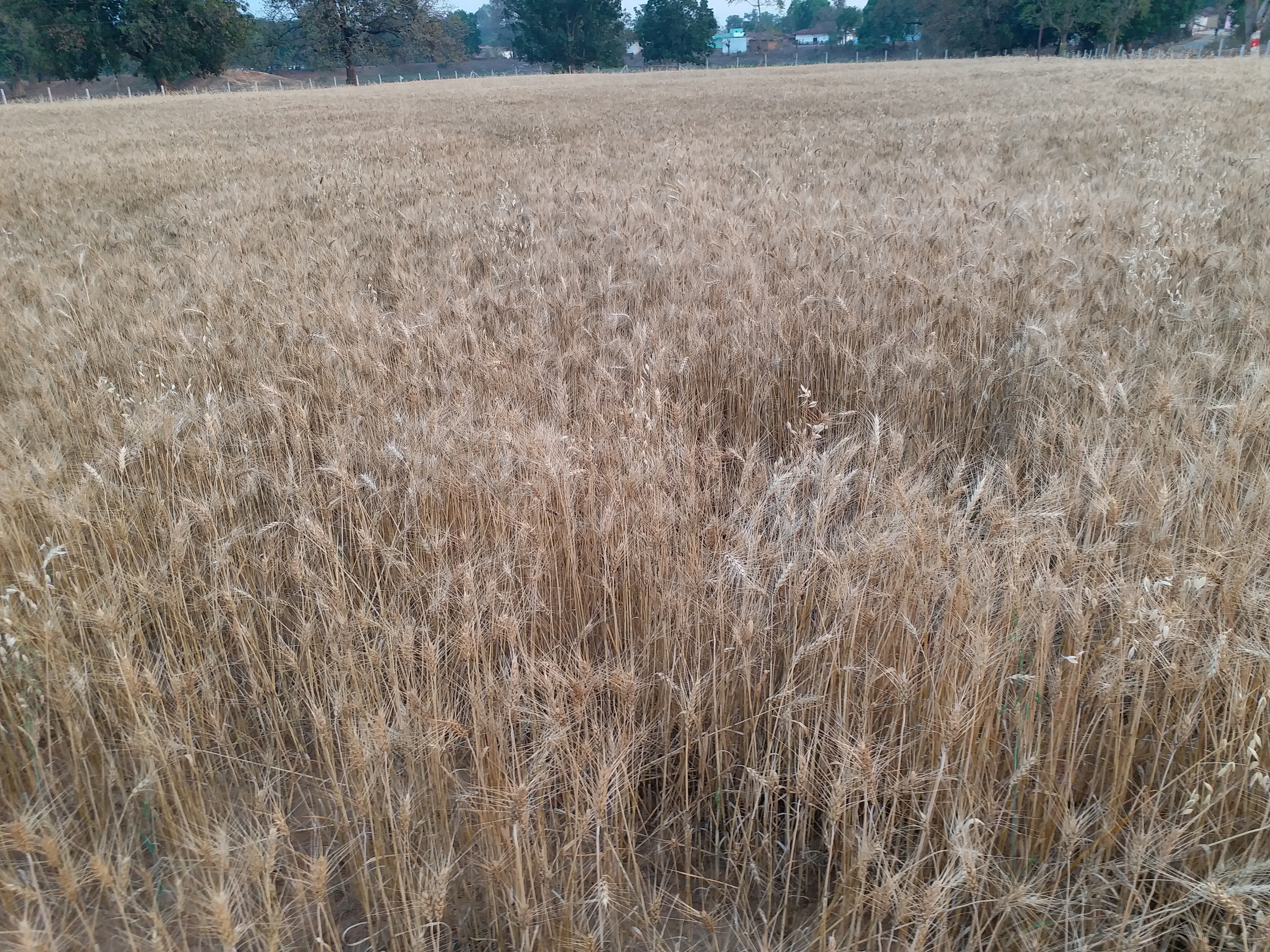 MP Government buy low shine wheat