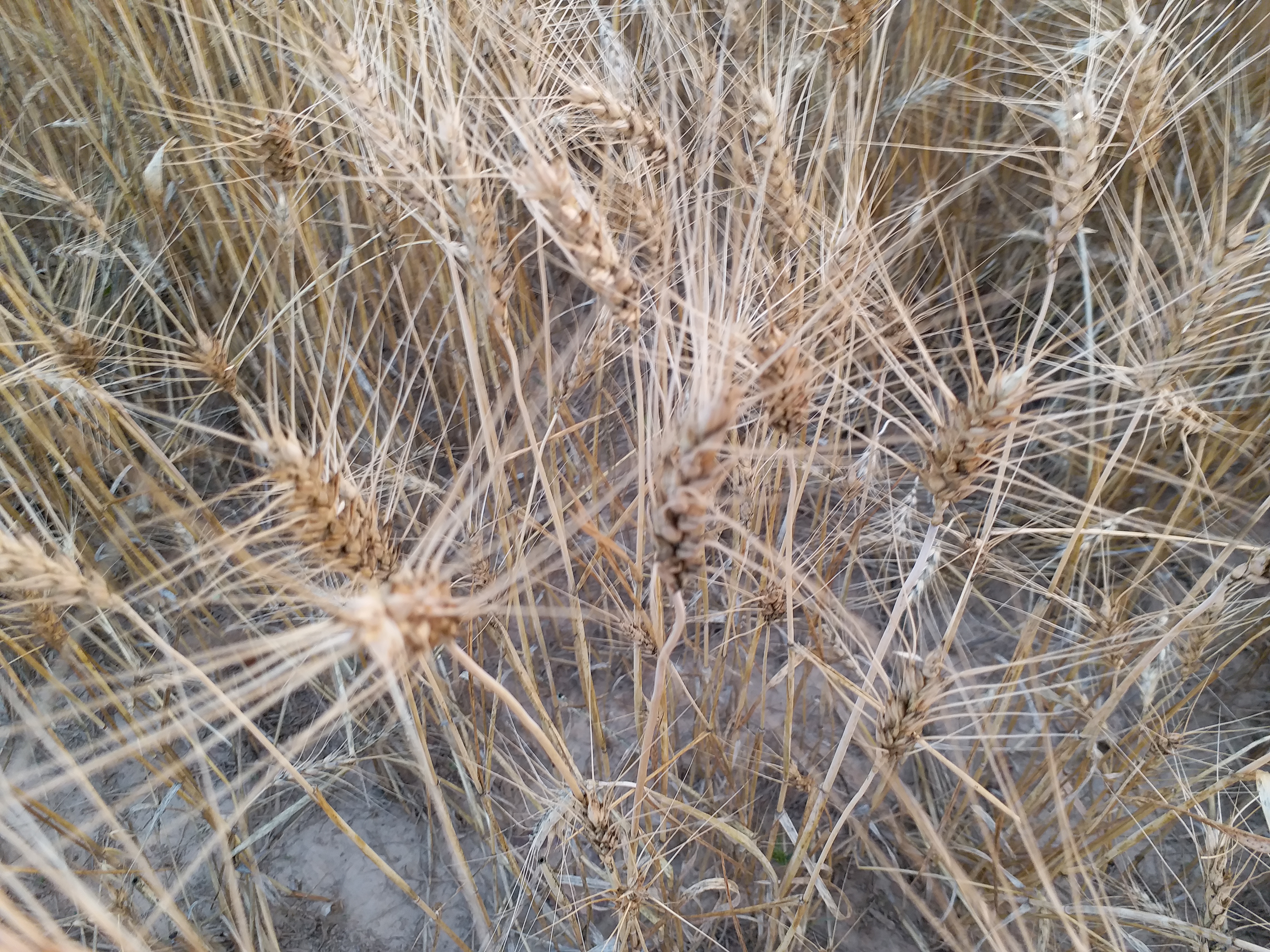 wheat crop spoiled rain