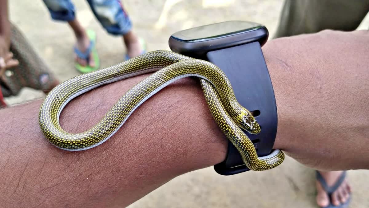 WOLF SNAKE IN BAGAHA