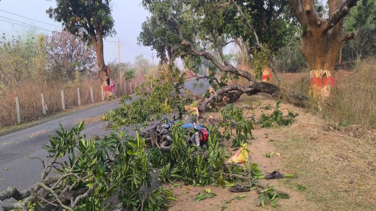 youth-death-due-to-tree-falling-in-dumka