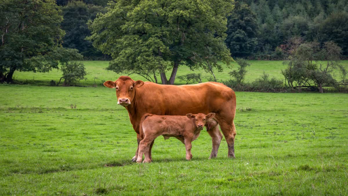 Dr Ajith Babu explains about the special care to be given to cattle during summer