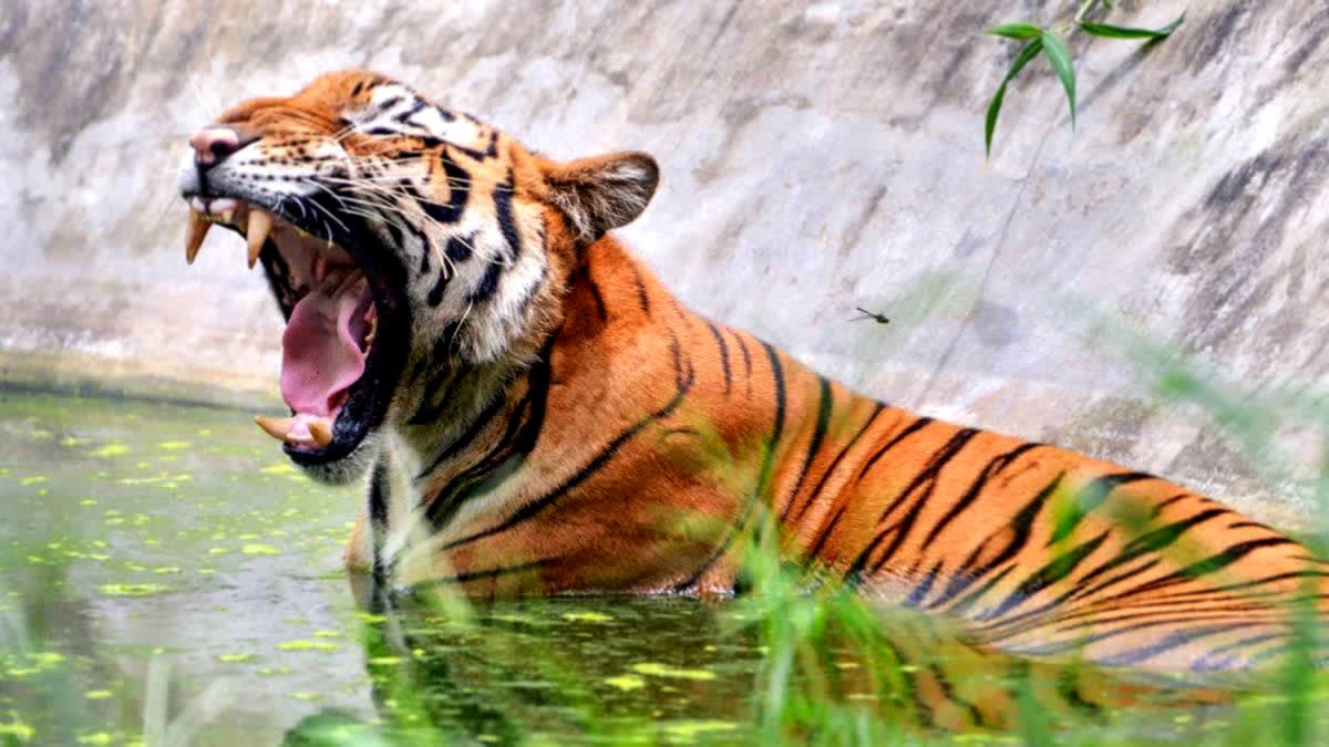 Maharashtra Loses 23 Tigers In Three Months, Govt Eyes Vantara-Like Sanctuar