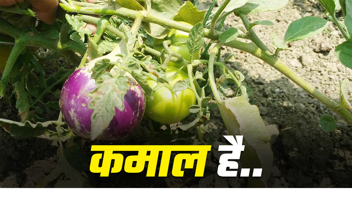Brimato technology in Gaya