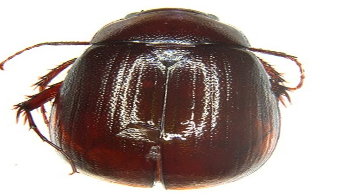 New Scarab Beetle Species