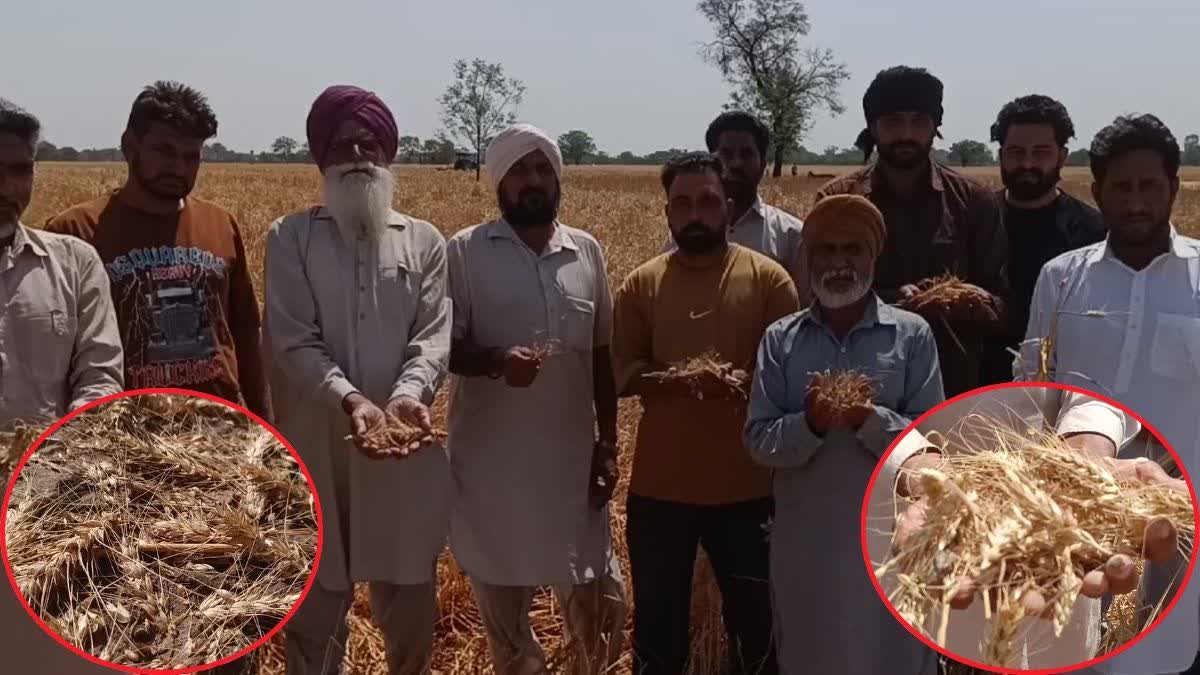 WHEAT CROP DAMAGED DUE HAILSTORM