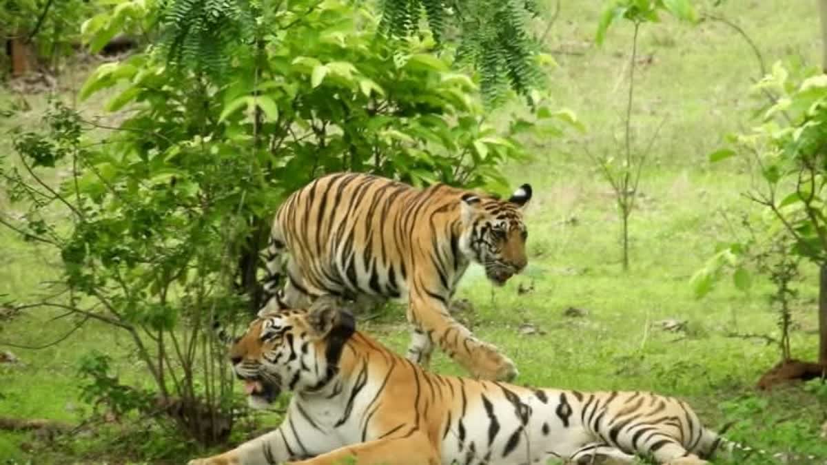 DR AMBEDKAR WILDLIFE SANCTUARY