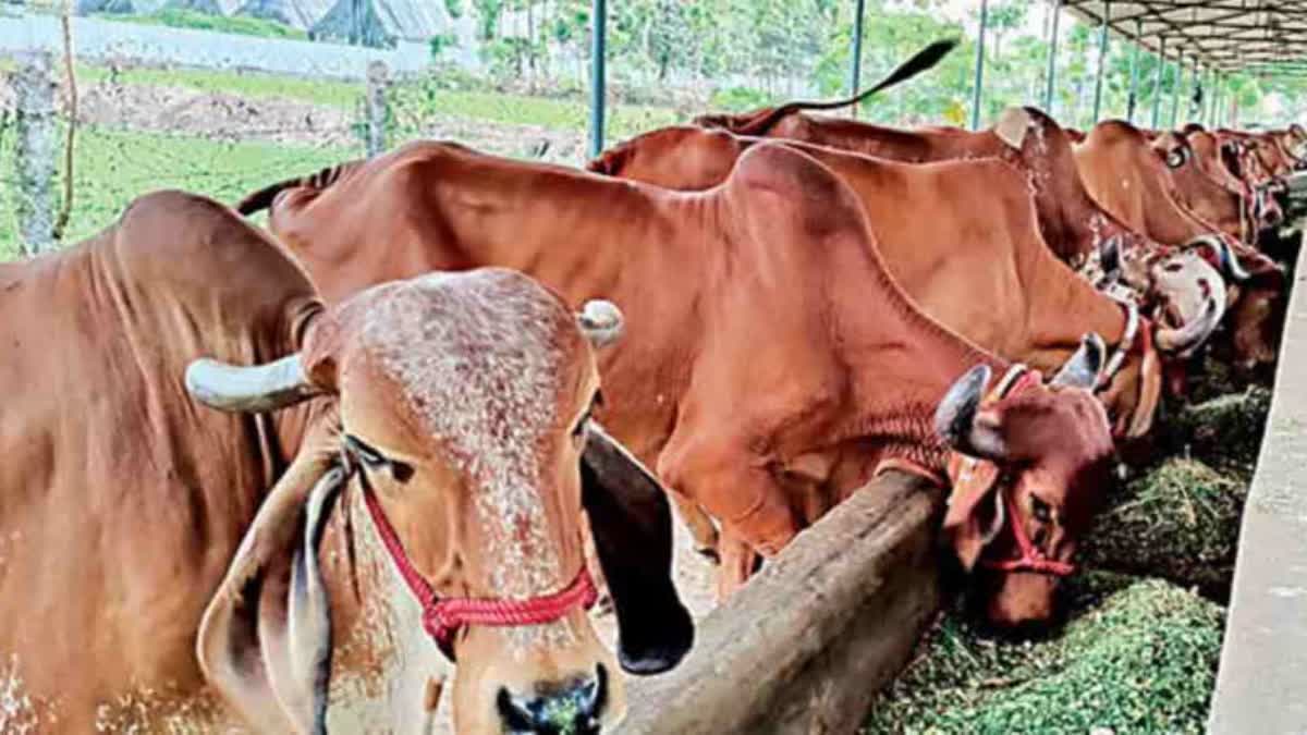Tirumala Goshala Cows Died Issue