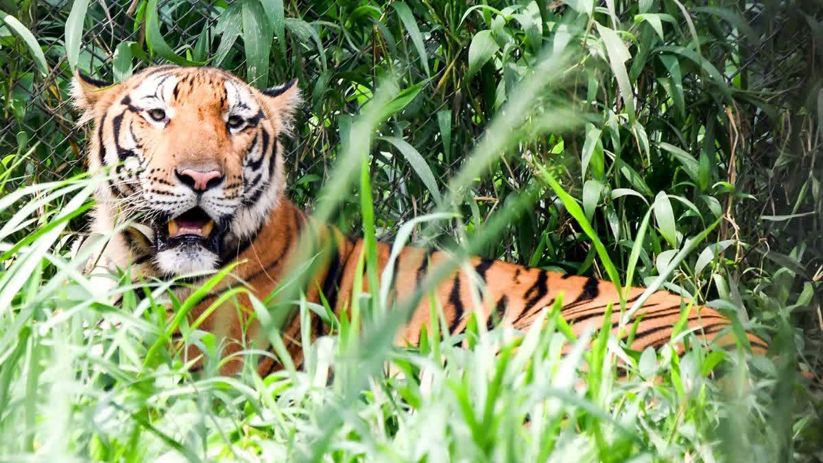 RAMNAGAR TIGER ATTACK