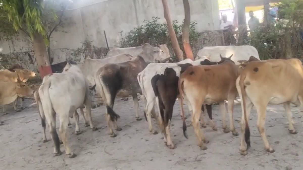 COW SMUGGLING JASHPUR