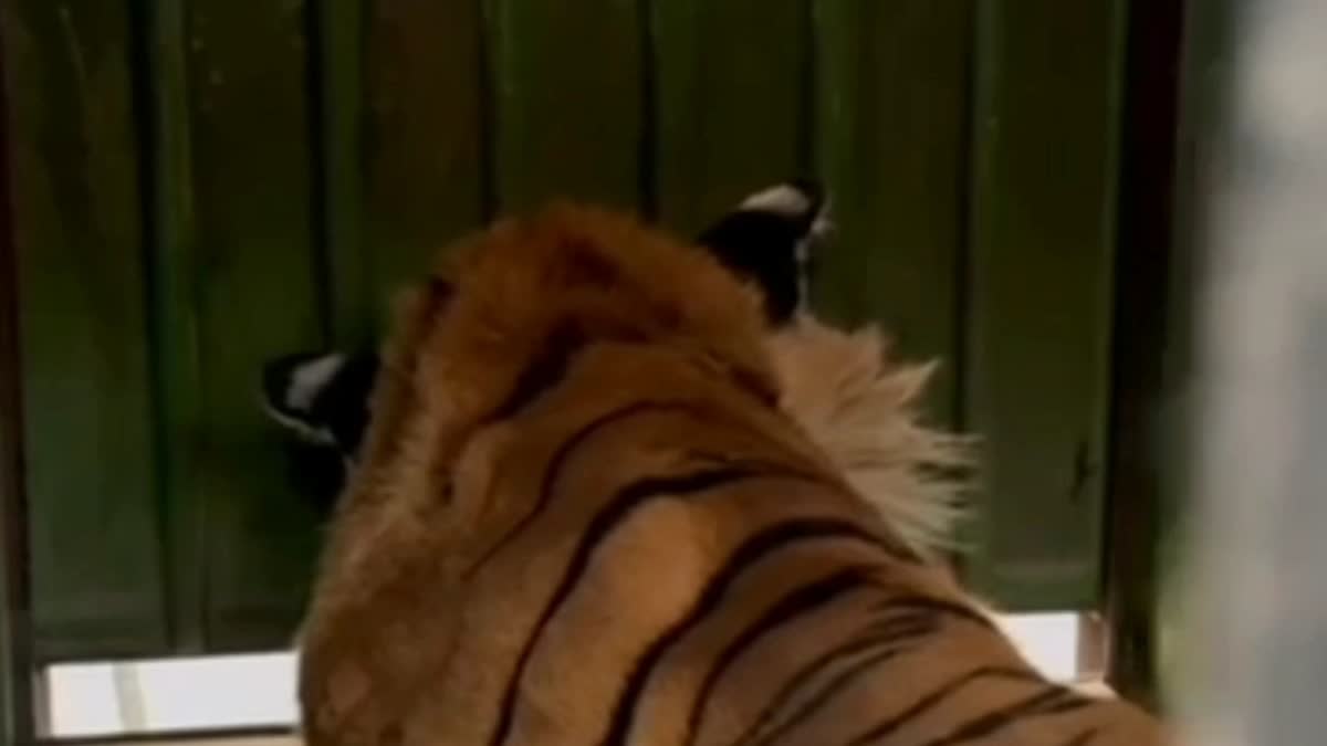 Death of tiger