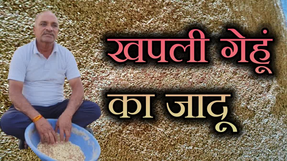 KHAPLI WHEAT FARMING RAJGARH