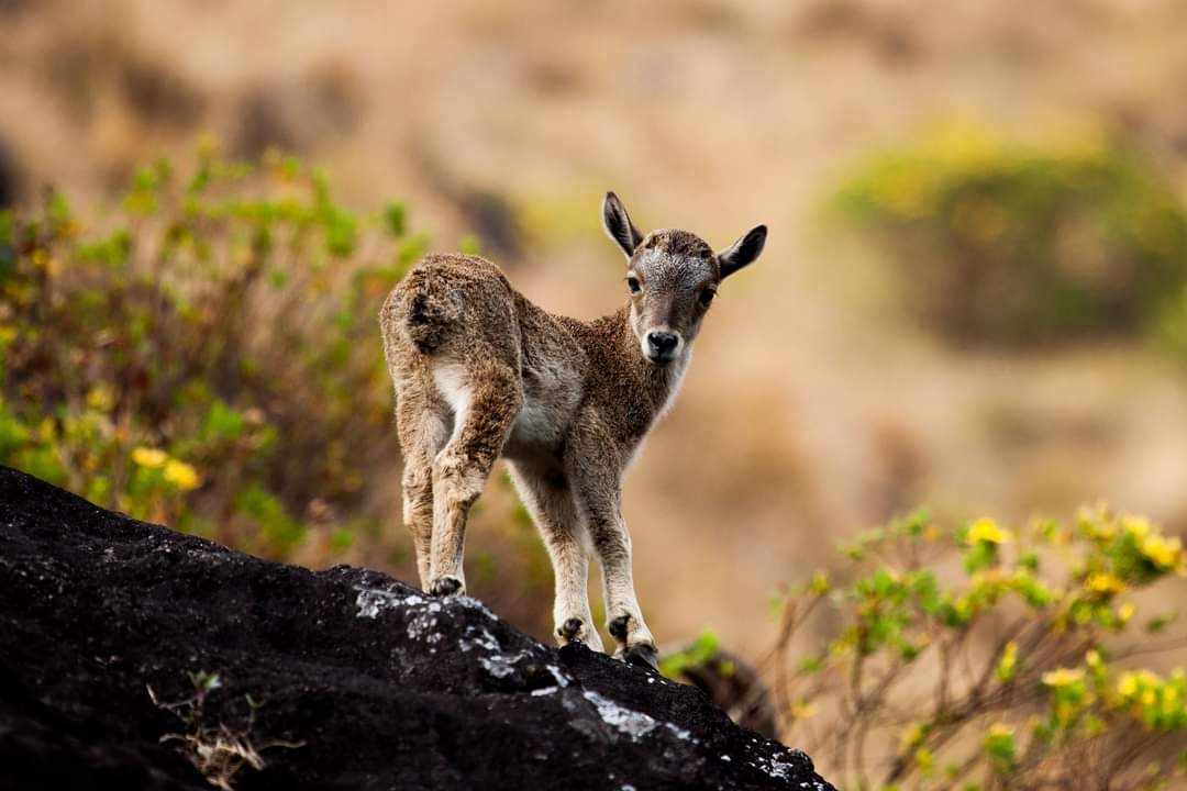 CONDUCT CENSUS OF NILGIRI TAHR NILGIRI TAHR POPULATION SURVEY TAMIL NADU KERALA JOINT TAHR SURVEY NILGIRI TAHR CONSERVATION 2025