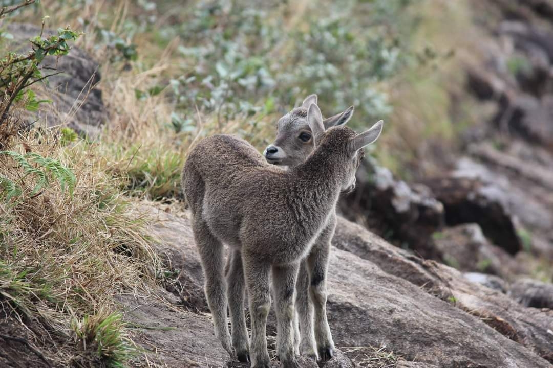 CONDUCT CENSUS OF NILGIRI TAHR NILGIRI TAHR POPULATION SURVEY TAMIL NADU KERALA JOINT TAHR SURVEY NILGIRI TAHR CONSERVATION 2025