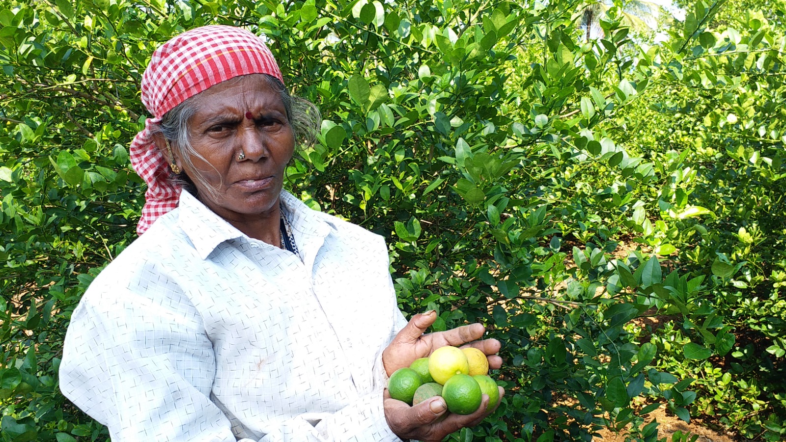TAMIL NADUS LEMON CITY SPL STORY