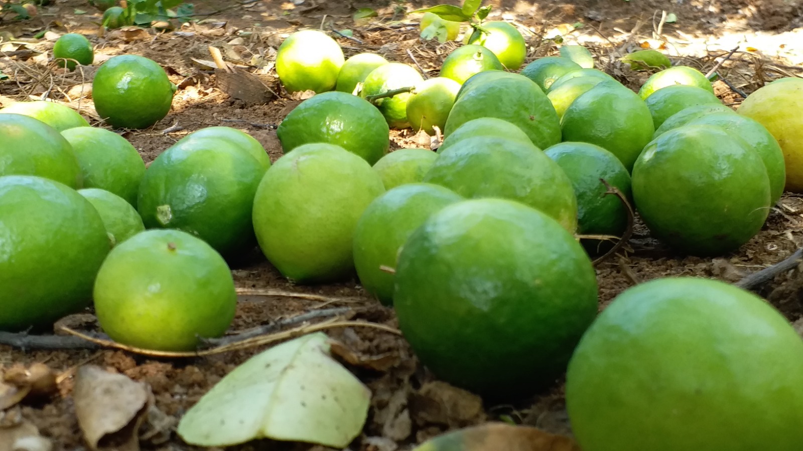 TAMIL NADUS LEMON CITY SPL STORY