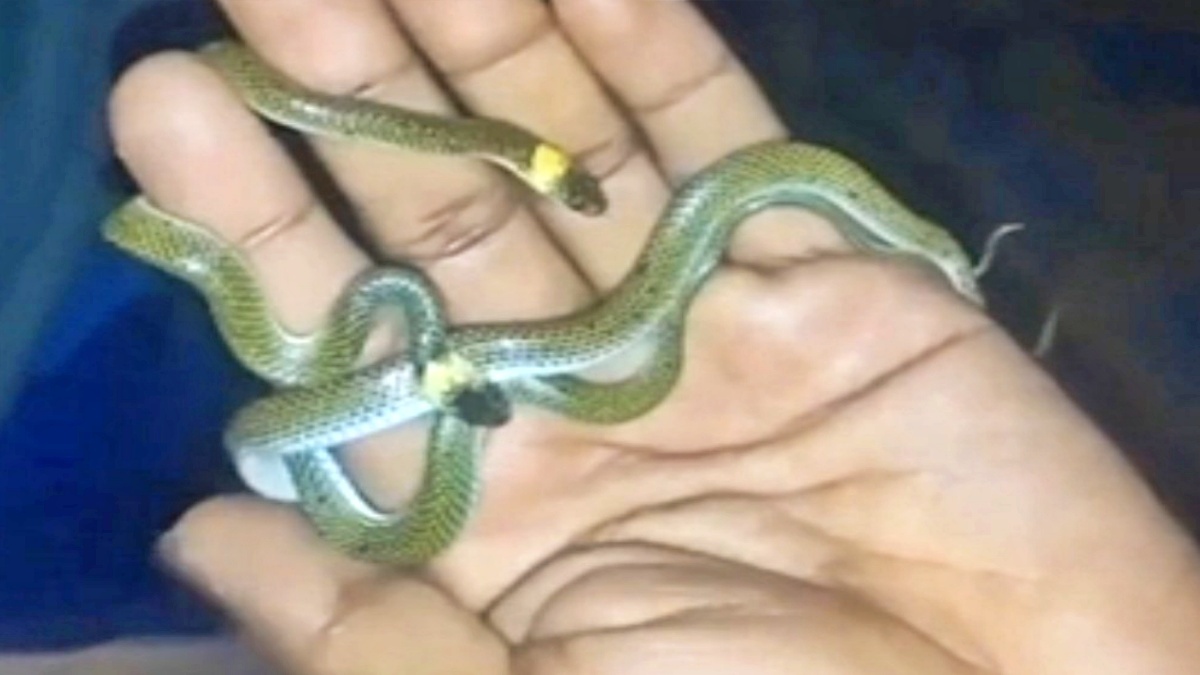 WOLF SNAKE IN BAGAHA