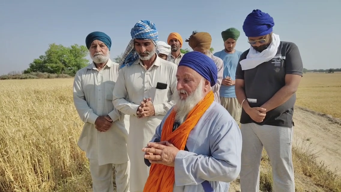 WHEAT PROTECTION