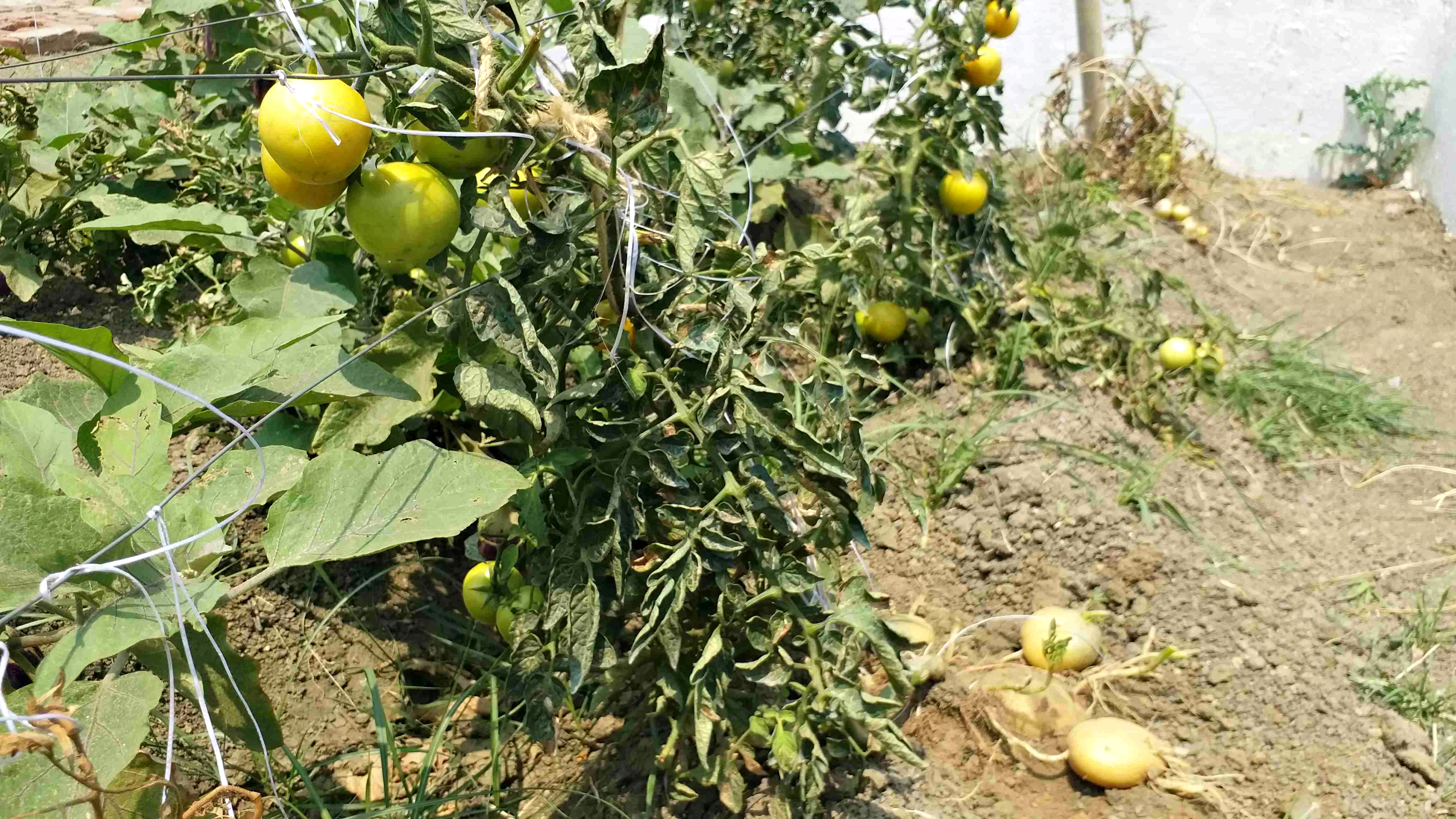 Brimato technology in Gaya