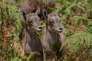 CONDUCT CENSUS OF NILGIRI TAHR  NILGIRI TAHR POPULATION SURVEY  TAMIL NADU KERALA JOINT TAHR SURVEY  NILGIRI TAHR CONSERVATION 2025