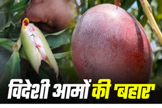 BLACK KASTURI MANGO