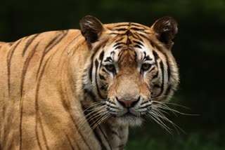 UMARIA TIGER ATTACK BOY
