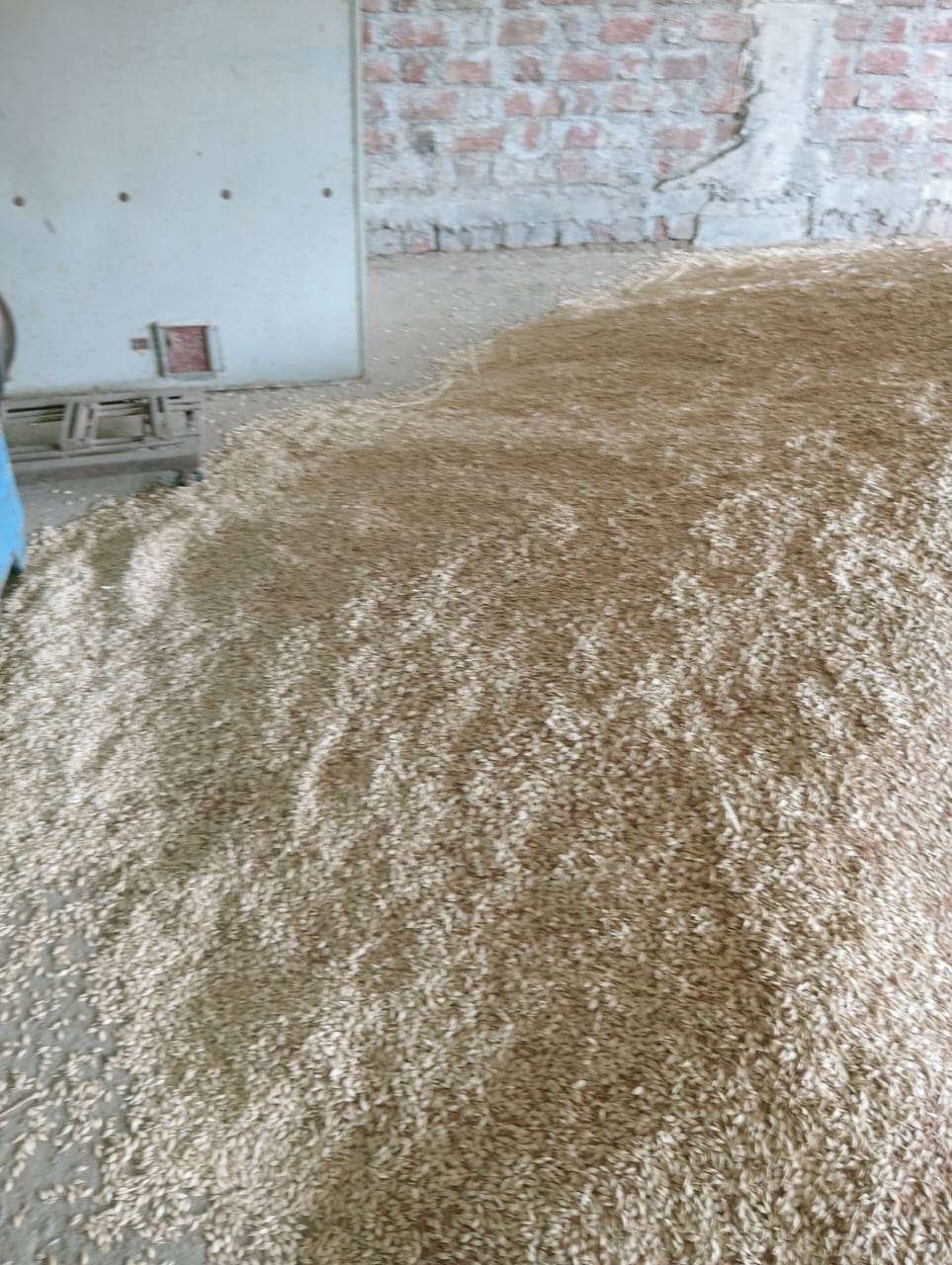 KHAPLI WHEAT FOR BP SUGAR