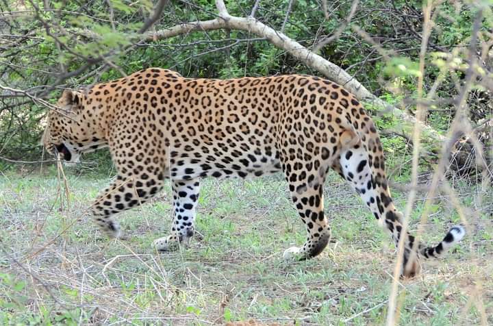 Dr Ambedkar WILDLIFE Sanctuary