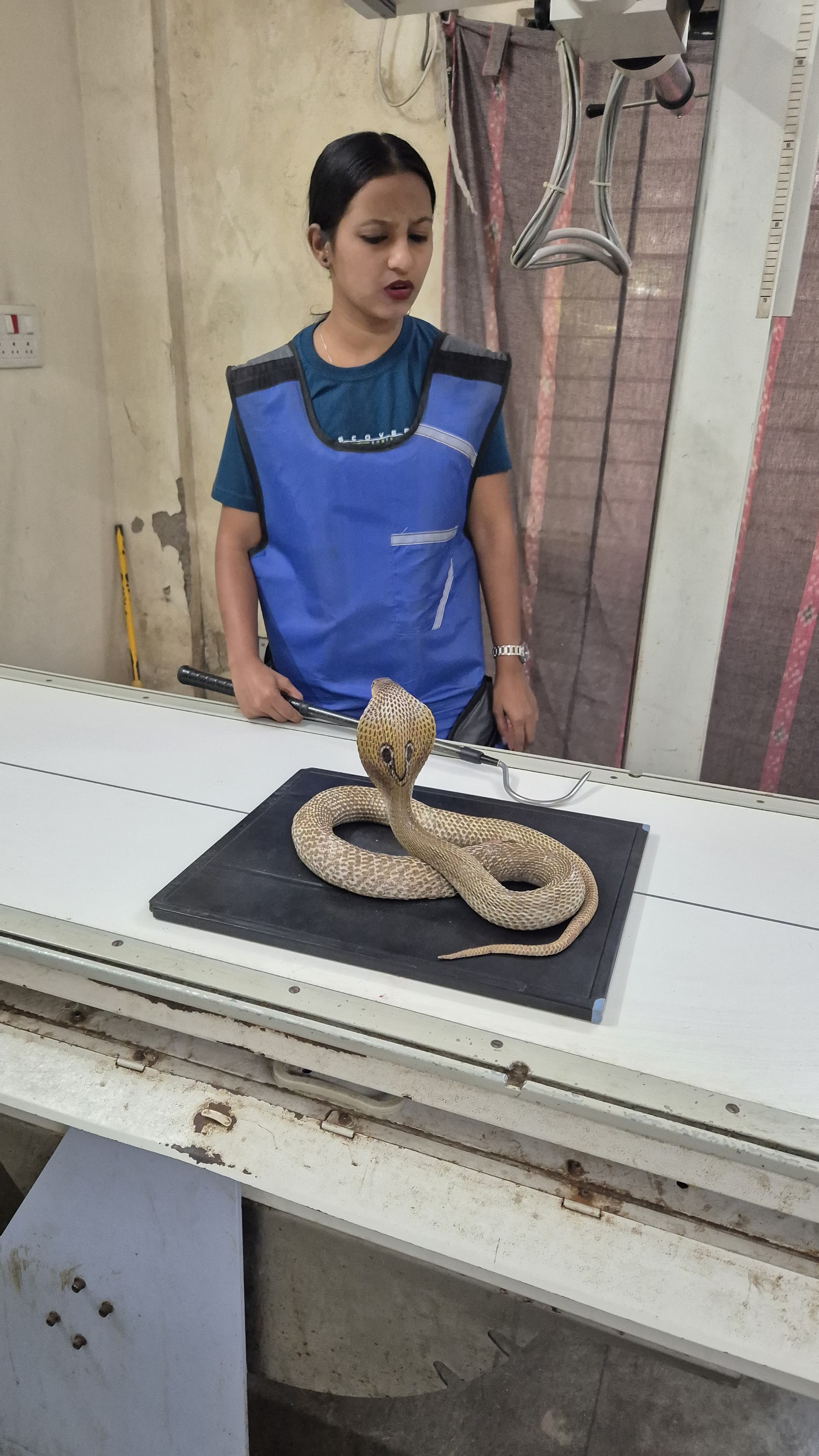 cobra Snake Rescue