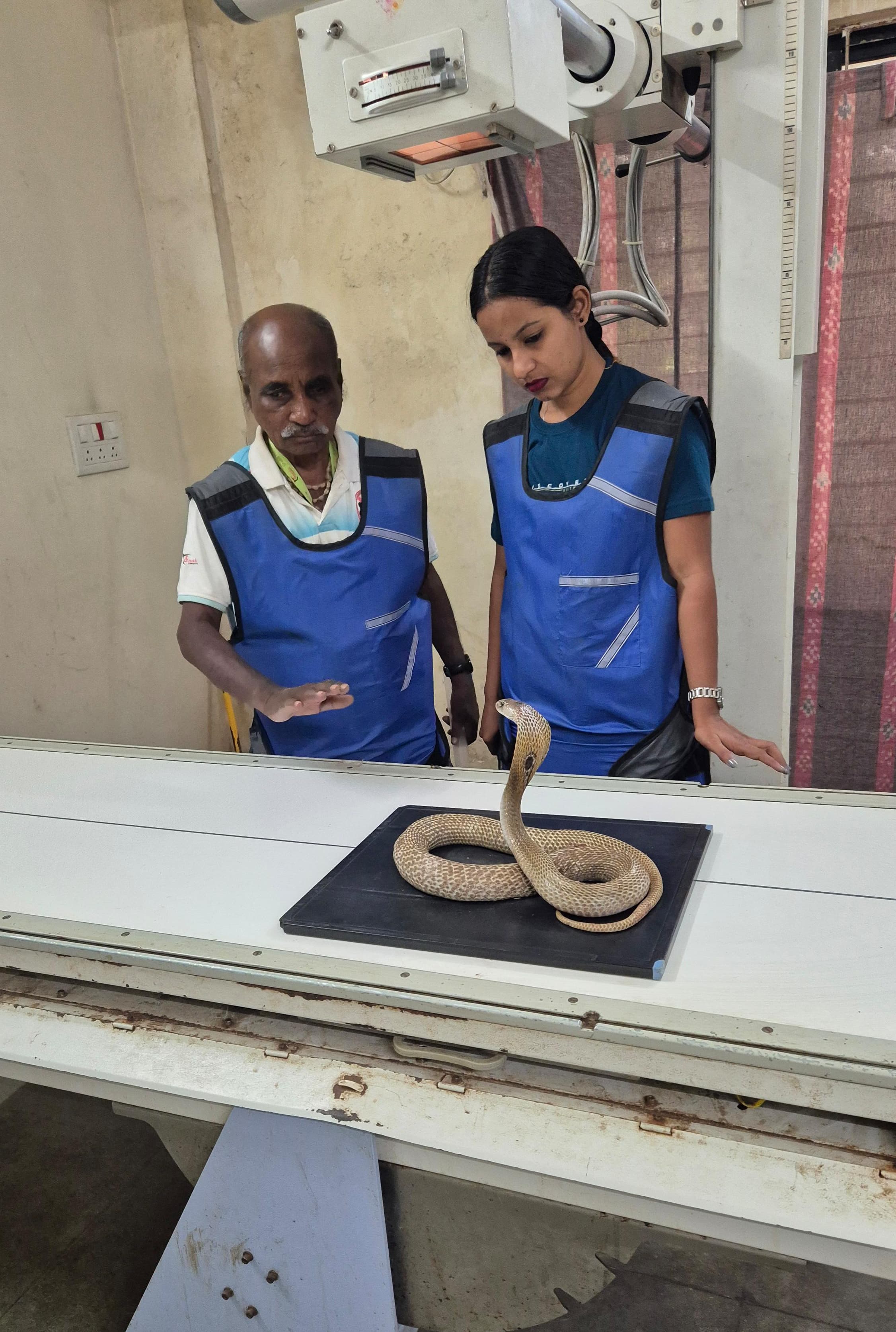 cobra Snake Rescue