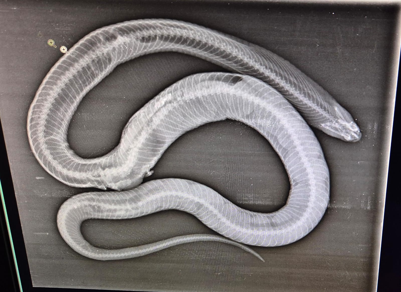 cobra Snake Rescue