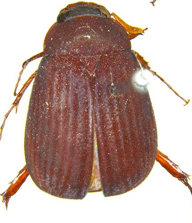New Scarab Beetle Species