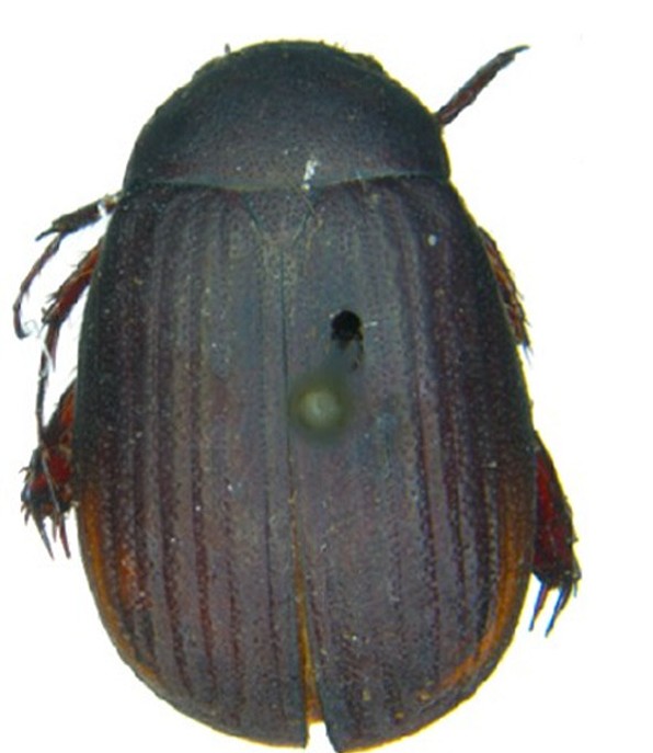 New Scarab Beetle Species